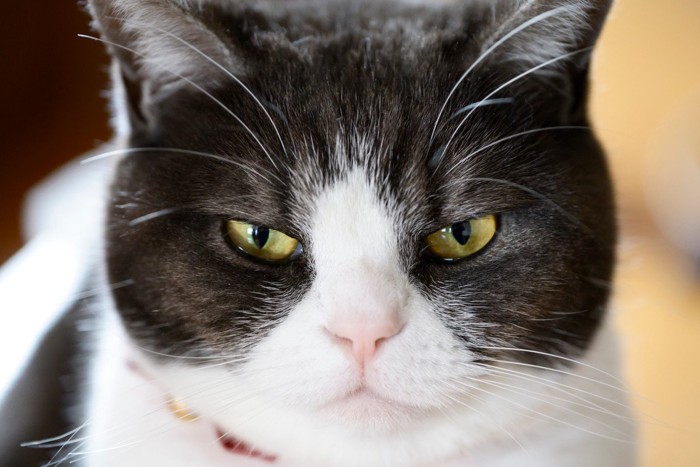 見つめる猫