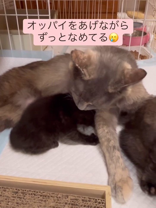 授乳しながら子猫をなめる母猫