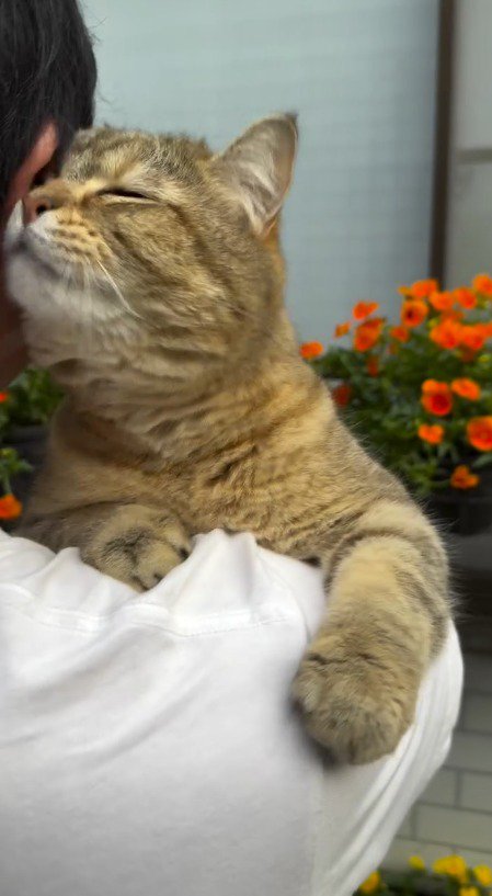 男性の頭に自分の頭をくっつける猫