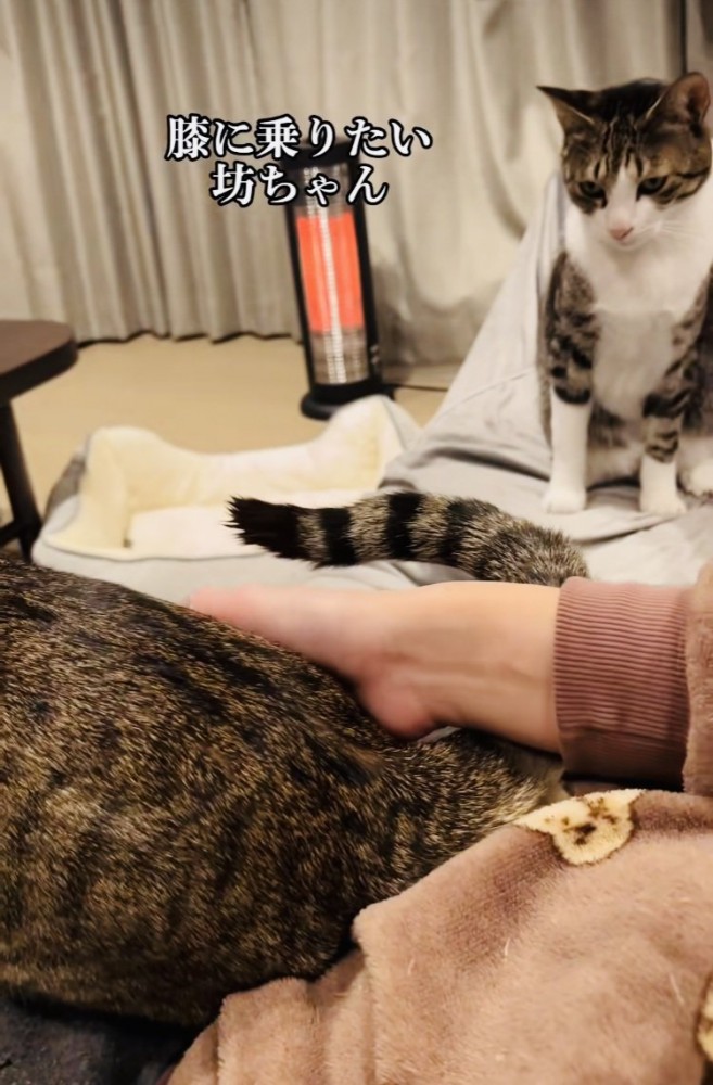 ママの膝の上でお尻をトントンしてもらうキジトラ猫と順番を待つキジ白猫