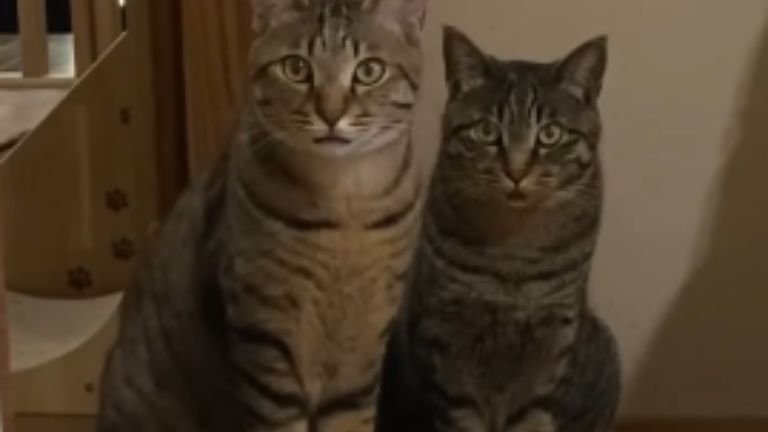 室内にいる猫たち