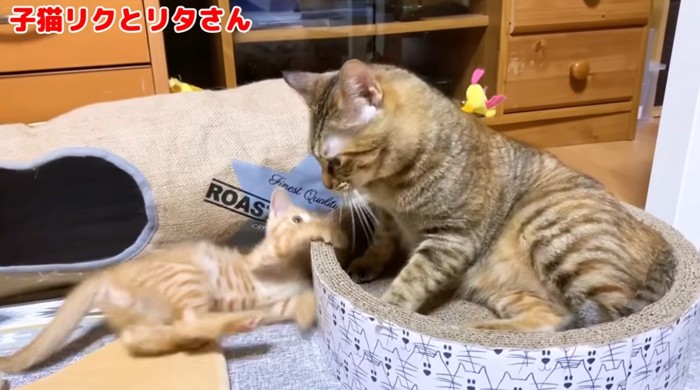 子猫と遊ぶ大人の猫