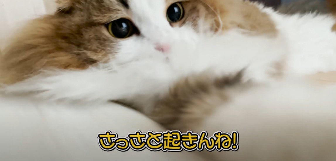 鼻から上が見えていて画面に向かって手を伸ばす猫