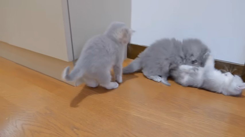 じゃれ合う2匹の子猫に近づく子猫