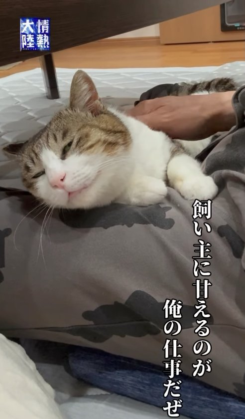 飼い主の膝の上で寝る猫