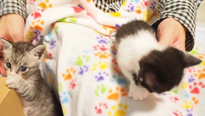 撫でられている2匹の子猫