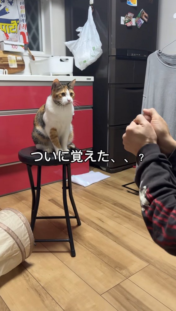 猫の目の前でボールをキャッチする男性