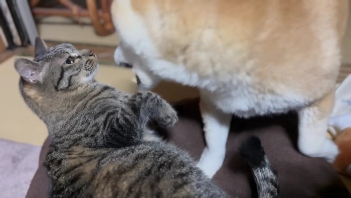 キジトラと柴犬