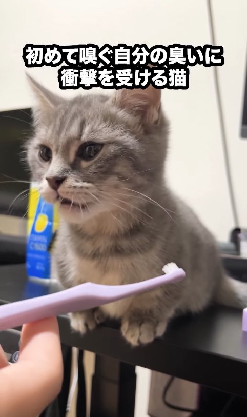 フレーメン反応を起こした子猫