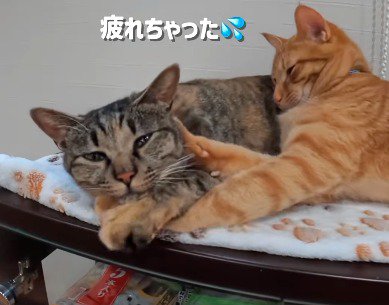 腕の上に乗っている麦わら猫を前足で押す茶トラ猫