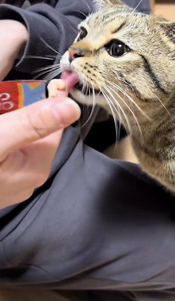 おやつを食べる猫の写真2