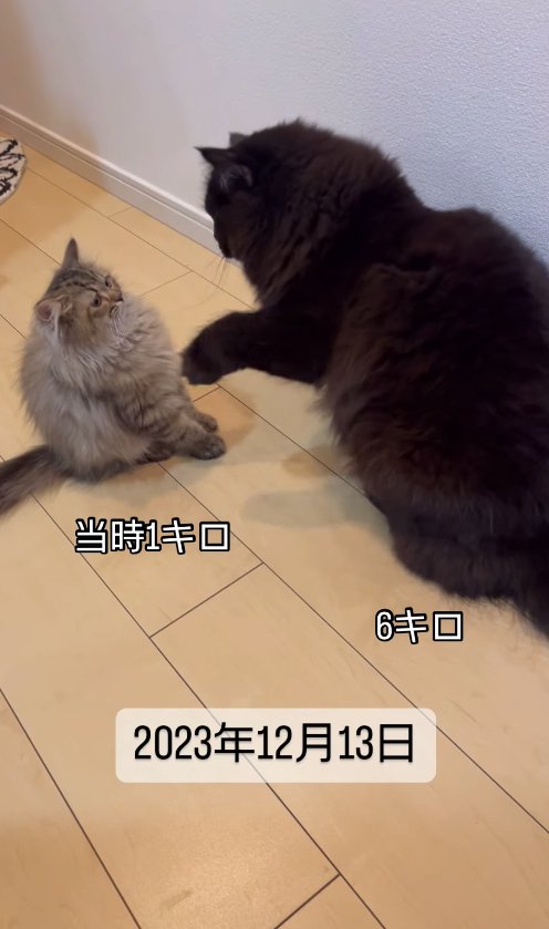 小さな猫に向かって左前足を上げる黒猫
