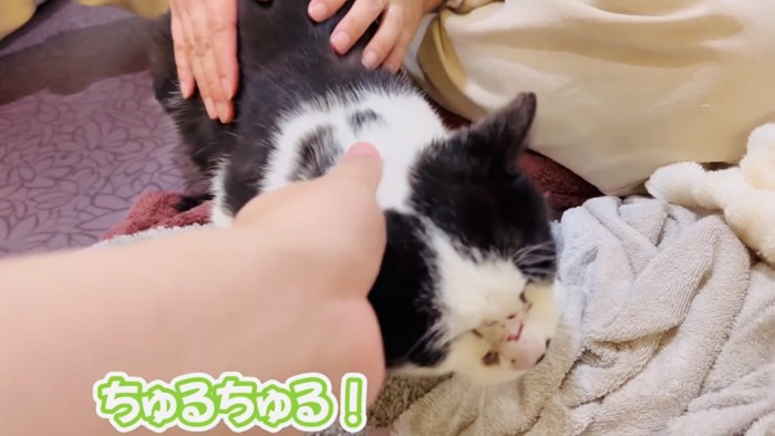 パパとママに撫でられる白黒猫
