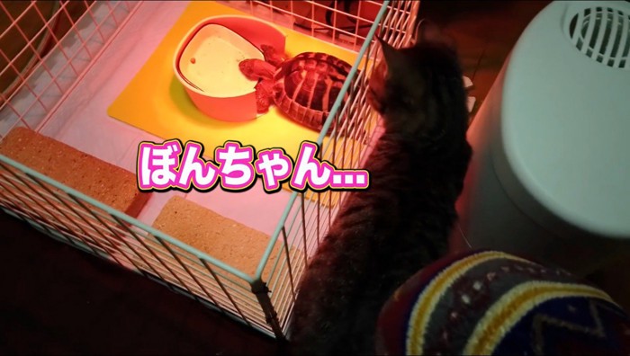 ケージの中にいるカメを見つめる猫