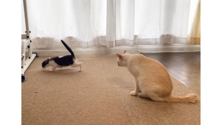 室内にいる猫たち