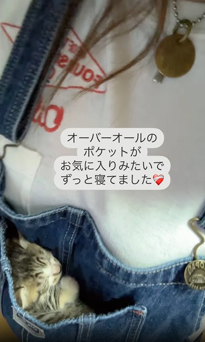 ポケット内で眠る子猫