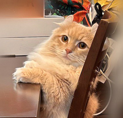 椅子に座って飼い主を見つめる猫