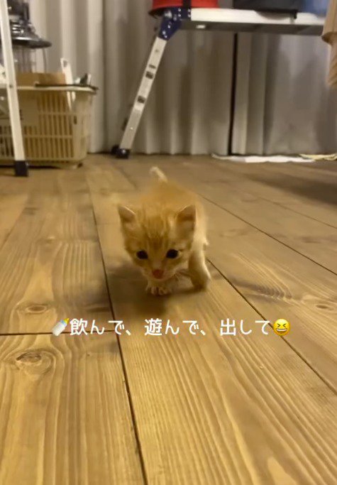 板の間を歩く子猫
