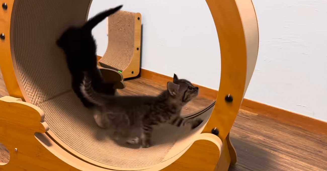 ホイールを回す猫と黒猫
