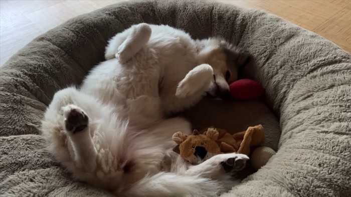 へそ天するタナちゃん