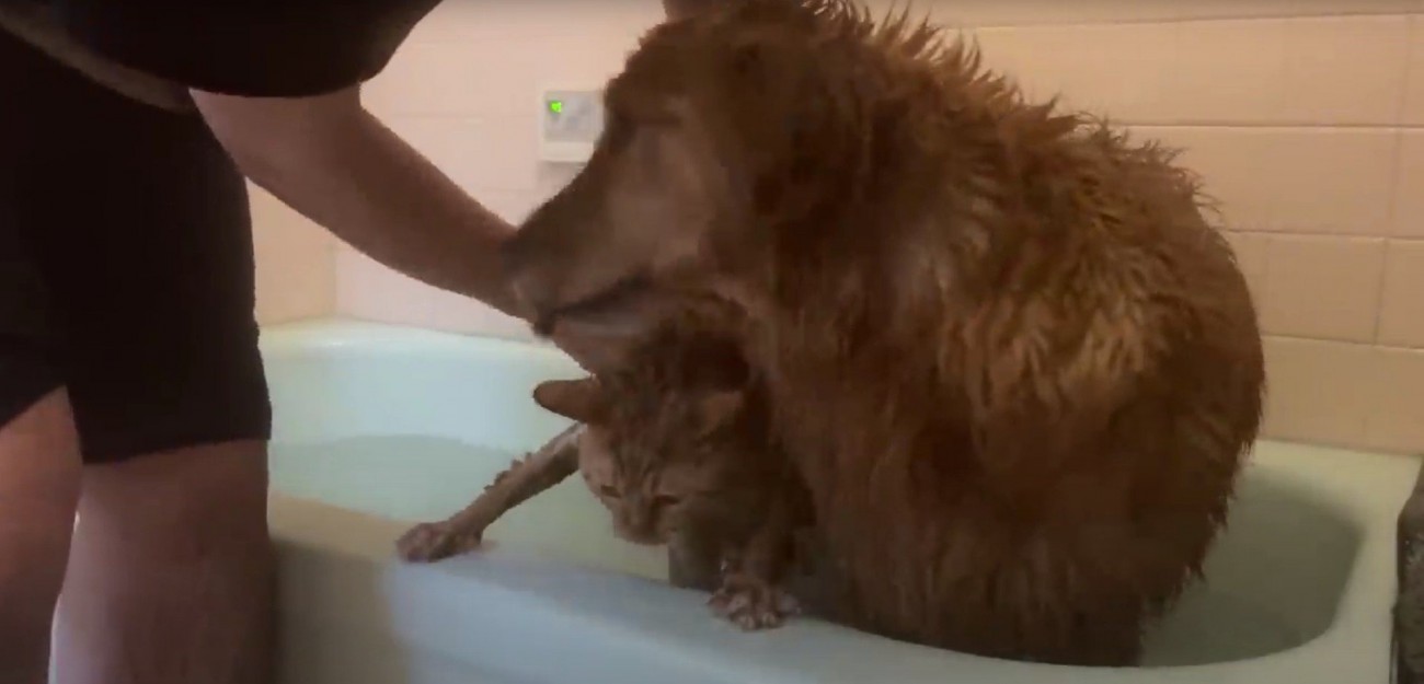 お風呂に入っている犬と猫