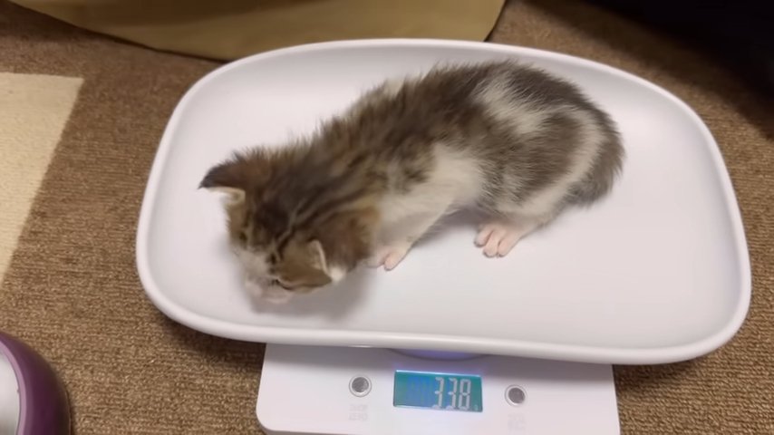 計りの上の子猫