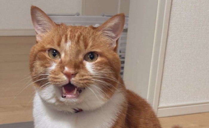 鳴くごま太郎くん