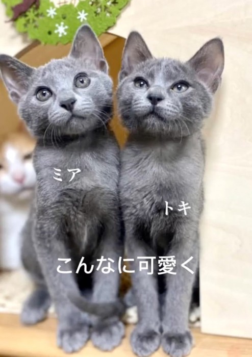 まんまるおめめの可愛い子猫