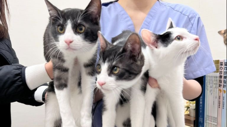 抱かれている猫たち