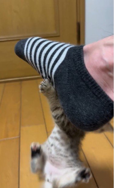 人の足に掴まってぶら下がっている子猫