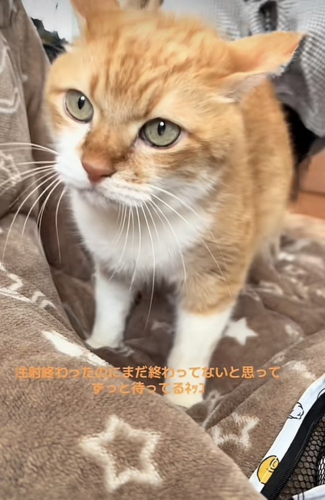 注射を終えて立ち上がった茶トラ猫