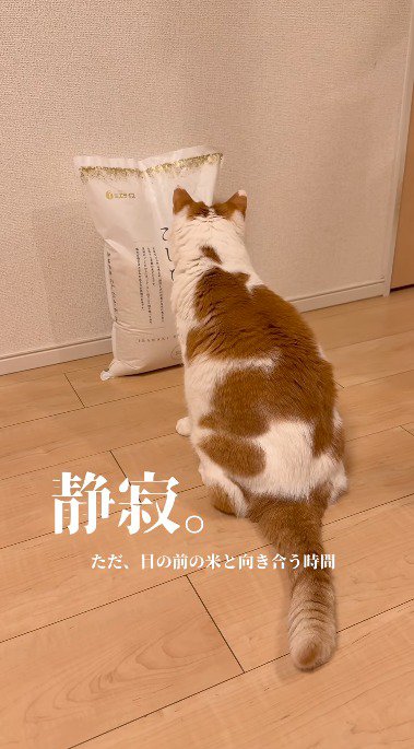 米袋を近くで見つめる猫