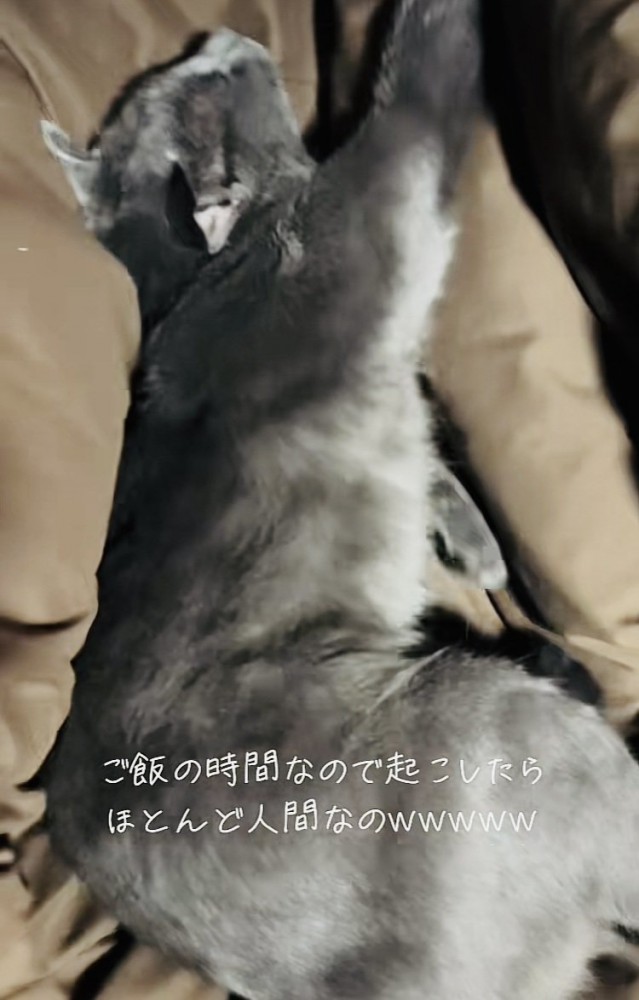 布団の上で伸びをする雑種猫