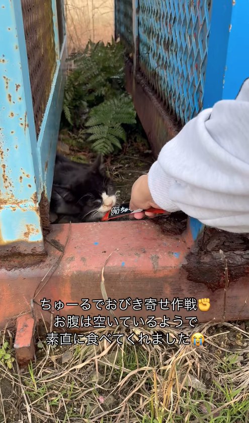 ちゅーるを食べる子猫