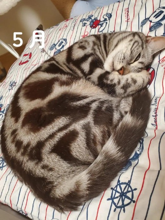 顔を半分隠して寝る猫