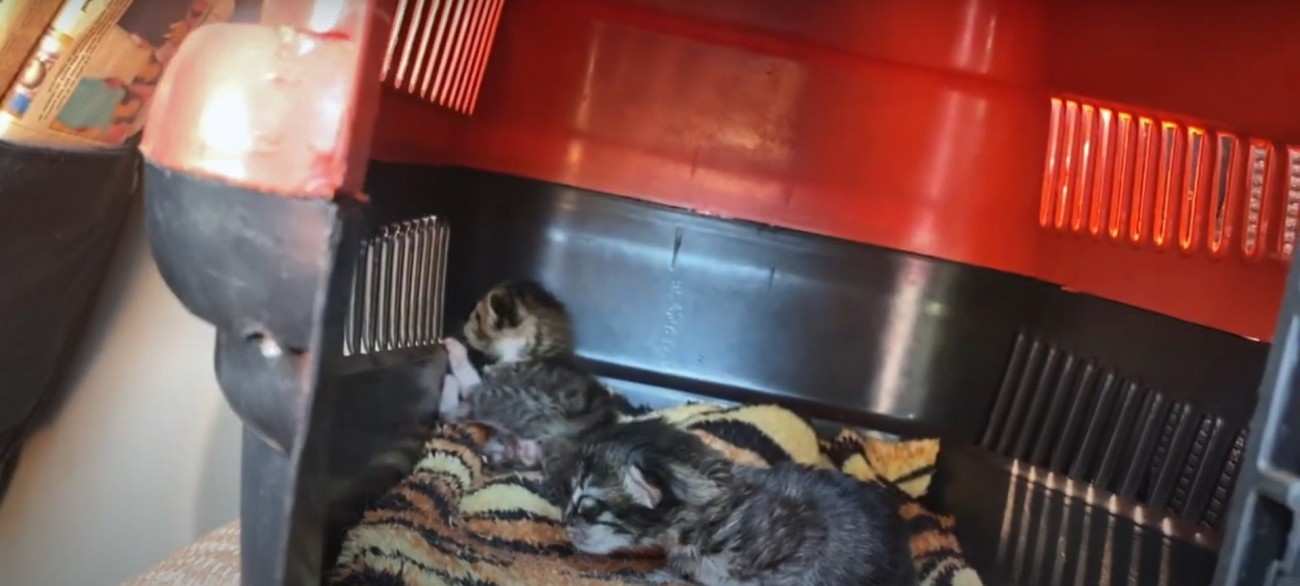 キャリーの中にいる2匹の子猫