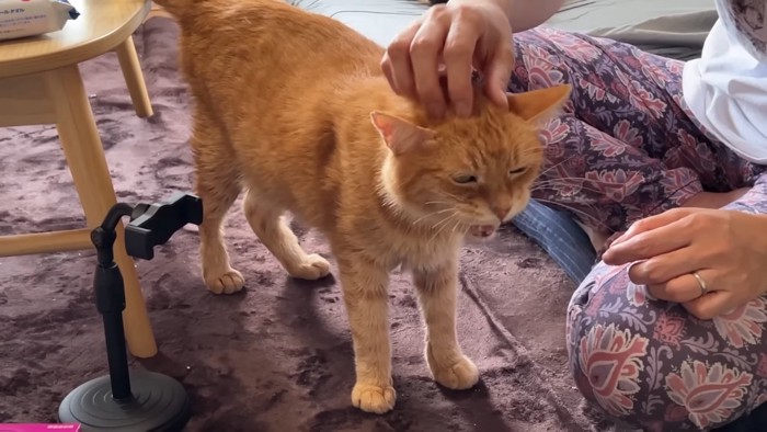 なでられて鳴く猫