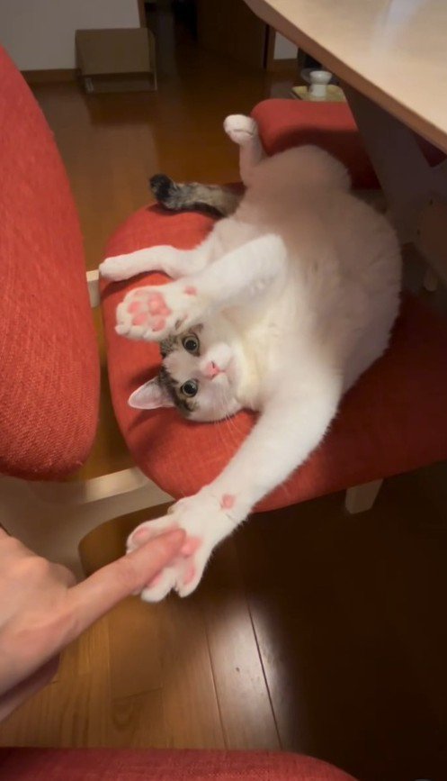 前足に近づく飼い主の指