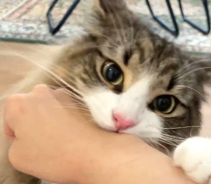 腕を噛む猫2