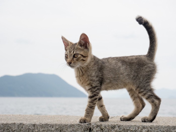 猫島の猫