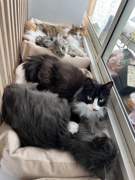 窓際に沢山の猫