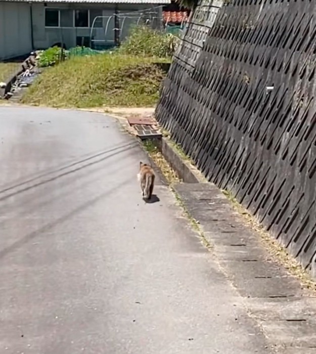 駆け足のお母さん猫
