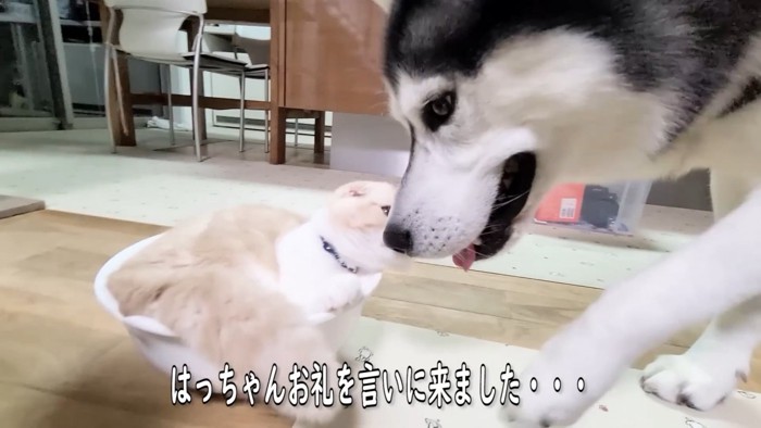 丸くなっている猫に近づく犬