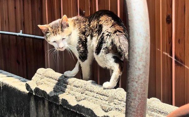 塀の上にいる猫