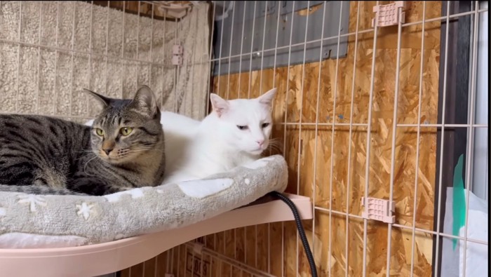 温かく見守るボス猫(白猫)