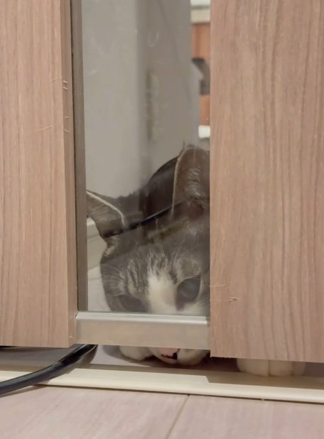ドアの下の隙間をみつける鯖白猫