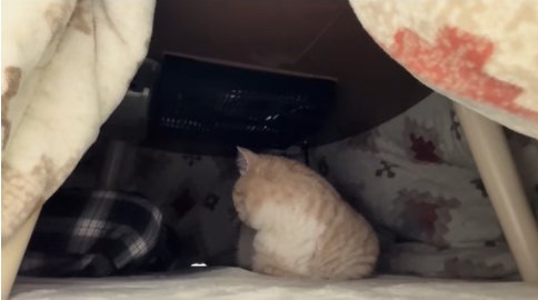 正座している飼い主の足を見つめる香箱座りの猫