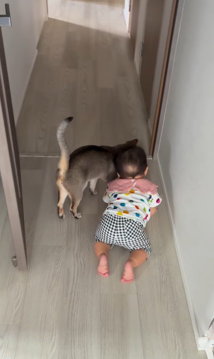 猫とハイハイする赤ちゃん