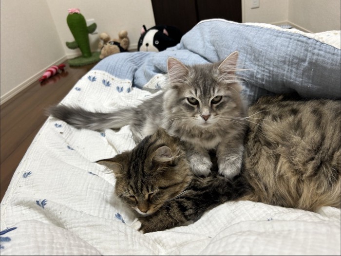 茶色の猫の上にシルバーの猫が乗っている