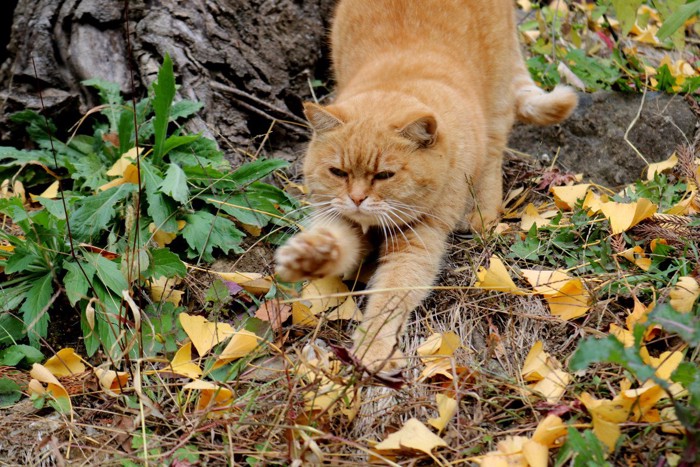 狩りに備える猫